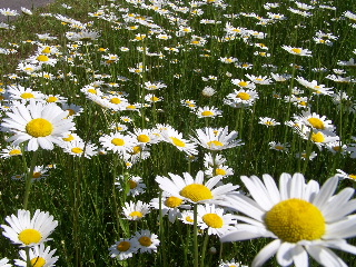 Bike Trail Daisies